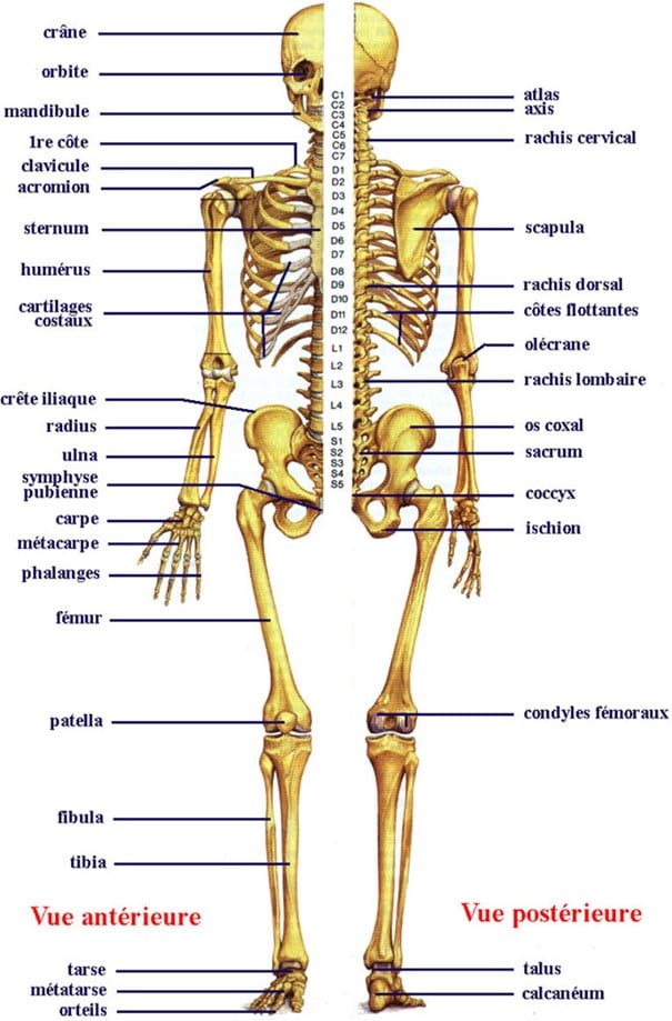 squelette grec skeleton de skeletos desséché - LAROUSSE